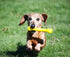 Jolly Pets 3 Pack of Jolly Bones, Yellow, Small 6-Inch