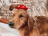 Tuff Pupper Dog Bath Brush, Silicone Pet Hair Remover for Shampooing & Massaging Dogs