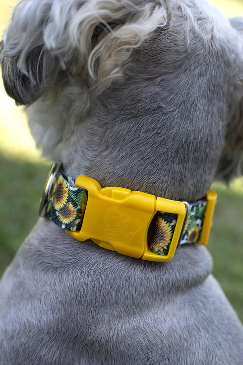Country Country (1 Inch, Brook Petz - Dairy Fields Everyday Dog Collar and Leash - and Western Collection Featuring