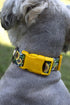 Country Country (1 Inch, Brook Petz - Dairy Fields Everyday Dog Collar and Leash - and Western Collection Featuring