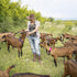 3 Pack Goat Collars with Bell, Adjustable Sheep Collars with Quick Release Buckle, Durable Nylon