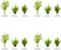 3 CO2 (3) Axolotl Live Plants Bundle - Species Starter Kit | Java Fern, Hornwort & Water Sprite - Cold Water Safe, No