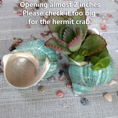 2pcs 1.8-2", (2pcs Big Hermit Crab Shells, XL Size Large Conch Opening Natural Sea Turbo Seashells for Hermit Crab