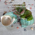 2pcs 1.8-2", (2pcs Big Hermit Crab Shells, XL Size Large Conch Opening Natural Sea Turbo Seashells for Hermit Crab