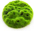 Penn-Plax Aqua-Flora Living Resin Decoration with Embedded Glosso Plant Seeds for Freshwater Fish