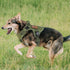 rabbitgoo Tactical Dog Harness for Large Dogs, Heavy Duty No-Pull Vest for Training, Green XL