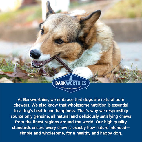 Barkworthies Odor-Free 6 Inch Bully Sticks - 5 Count (Pack of 1) - All-Natural Rawhide Alternative, Promotes Dental