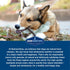 Barkworthies Odor-Free 6 Inch Bully Sticks - 5 Count (Pack of 1) - All-Natural Rawhide Alternative, Promotes Dental