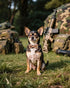 PET SHOW 10 Pack Camo Small Dog Bow Ties, Colorful Camouflage Bowties for Medium Dogs, Classic Bowknots Pet Grooming