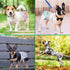 Pet Soft Female Dog Diapers, 3 Pack Washable Period Panties for Dogs in Heat, Reusable Puppy Diapers, L