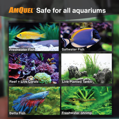 KORDON #31248 AmQuel Ammonia Control, Detoxifies Chloramine for Aquarium, 8-Ounce