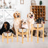 Elevated Dog Bowl Stand, Adjustable Food Stand for 6”-8” Bowls, Single Dog Bowl Holder 7” Tall