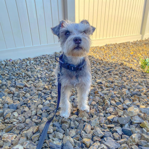 Best Pet Supplies Voyager Reflective Dog Leash, 5ft Long, Heavy Duty for Walking, Running, and Training - Blue, 3/4" x