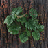 Fake Reptile Plants for Terrarium, Turtle Tank Plants with Suction Cup