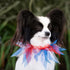 Midlee Medium Patriotic Dots Dog Collar for 4th of July