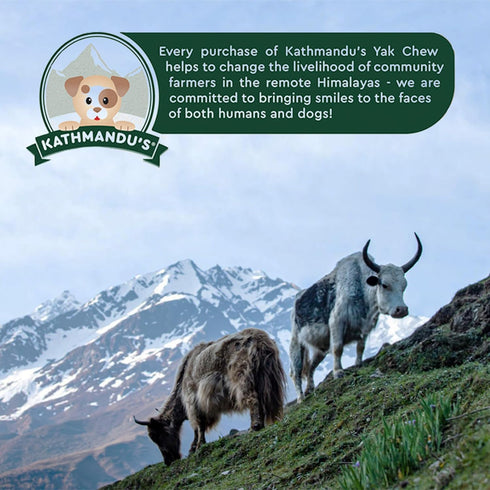 Authentic Himalayan Yak Cheese for Dogs, Jumbo (Pack of 1), Rawhide-Free, NO preservatives.
