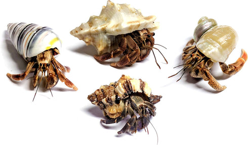 Store 4 Live Hermit Crabs Shipped Now-with Premium Hermit Crab Shells: Land Crabs