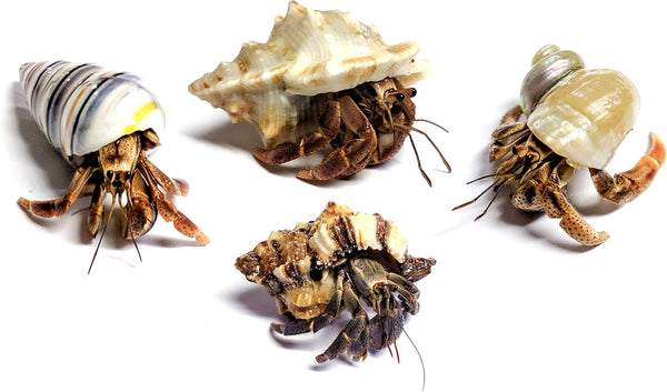Store 4 Live Hermit Crabs Shipped Now-with Premium Hermit Crab Shells: Land Crabs