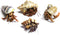 Store 4 Live Hermit Crabs Shipped Now-with Premium Hermit Crab Shells: Land Crabs