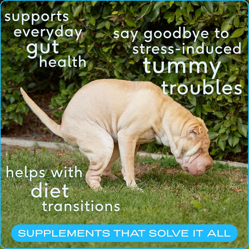 Native Pet Probiotic for Dogs - Vet Created Probiotic Powder for Digestive Issues, 232 Gram