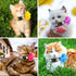 Weewooday 4 Pcs Spring Cat Collar for Girl Cats, Adjustable Flower Collars with Bell for Holiday Party and Daily
