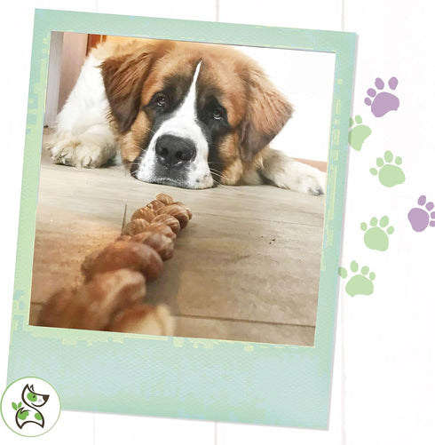 Nature Gnaws Braided Bully Sticks for Dogs, 11-12" (5 Count), Long Lasting for Aggressive Chewers and Large Dogs