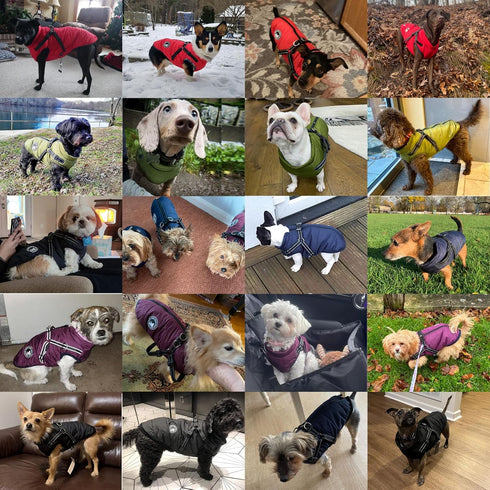 Gyuzh Dog Coat with Harness, Puppy Coats Small Dog Jacket, Winter Waterproof for Small Medium Large Dogs