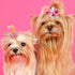 Chuangdi 16 Pieces Valentine's Day Dog Hair Bows, Mixed Styles Pet Accessories with Rubber Bands