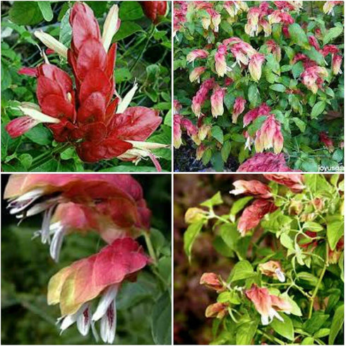 Generic JUSTICIA BRANDEGEANA~RED Maroon Shrimp Plants Live Plants~ 5 to 7 INCHES Tall,
