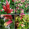 Generic JUSTICIA BRANDEGEANA~RED Maroon Shrimp Plants Live Plants~ 5 to 7 INCHES Tall,