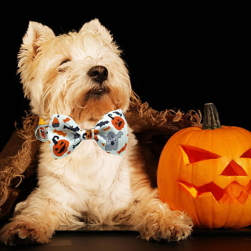 2 Pack Halloween Dog Collar with Bowtie - Holiday Jack-O-Lantern and Pumpkin Collar for Small Medium Large Dogs