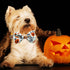 2 Pack Halloween Dog Collar with Bowtie - Holiday Jack-O-Lantern and Pumpkin Collar for Small Medium Large Dogs