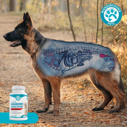 Wanderfound Pets Cranberry Bladder UTI Support Supplement for Dogs - 90 Chewable Tablets, Bacon & Liver Flavor