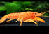 1 Aquatic Arts Female Neon Red Crayfish | Live Freshwater Aquarium Lobster / Crawfish / Crawdad / Real Living Fish Tank