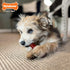 Nylabone Power Chew Classic Bone Chew Toy for Dogs, Durable for Aggressive Chewers, Bacon & Steak Flavor,