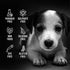 Pride and Groom The Sensitive One Dog Shampoo, All Natural Blend for Puppies & Dogs with Sensitive Skin, 16oz