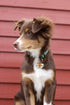 Beau's Bells Extra Loud Cat & Dog Bells, Pet Tracker, Handmade Copper (Medium)