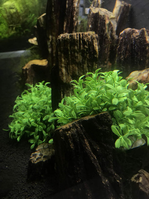 BEGONDIS Aquarium Decorations, Fish Tank Artificial Green Water Plants Safe for All Fish & Pets