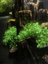 BEGONDIS Aquarium Decorations, Fish Tank Artificial Green Water Plants Safe for All Fish & Pets