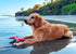 SuperChewy Tough Floating Dog Water Toy, Strong Natural Rubber, Great Fetch Toy for Puppy, Durable Training Toy