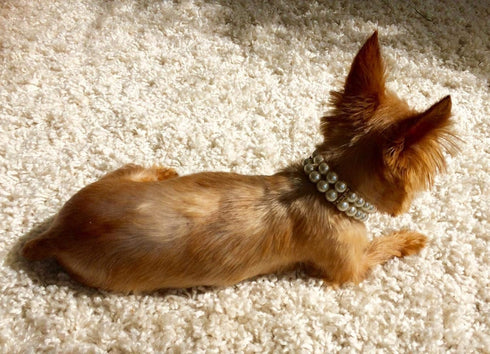 PET SHOW Dog Necklace, Two Rows Elastic Faux Pearl with Rhinestone, Pet Cat Puppy Small Dogs Jewelry Grooming