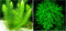 Aquatic Discounts Hornwort + Java Moss - 2 Types of Easy/Beginner Live Aquarium Plants