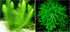 Aquatic Discounts Hornwort + Java Moss - 2 Types of Easy/Beginner Live Aquarium Plants