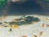 Green Jade Shrimps Live Freshwater Shrimp Aquarium Neocaridina Inverts RCS (10 Shrimps