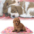 kiwitatá Flannel Throw Dog Blankets for Puppy & Cat, Soft Warm Fleece, Cute Paw Print Pet Sleep Mat (30"X41")