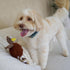 SPOT 12" Gigglers Chicken Dog Toy with Giggle Sound, Textured Plush Tug Toy with Rope Legs, for Small and Medium Dog