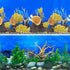 Aquarium Background Seabed Coral Rock Water Plants, Fish Tank Backdrop for 10-20 Gallon Tanks