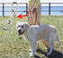 Penta Angel 4Pcs Heavy Duty Dog Leash Clasp Snap Hooks Clips with Spring Buckle for Pet Collar