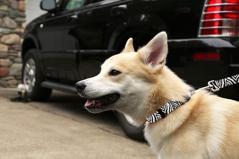 Dog Collar - Patterned Adjustable Pet Collars, 1 Inch Wide, Large, Clouds