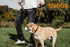 Mighty Paw Martingale Dog Collar - No Pull Design, Stainless Steel Chain, Brown Leather Martingale Training Collar